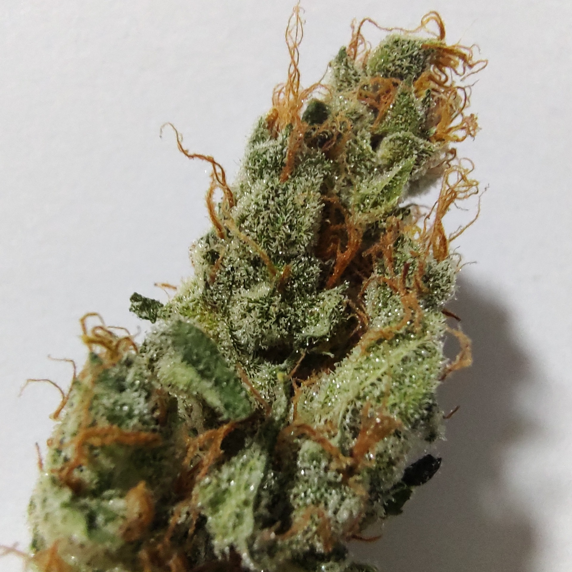 **Gorilla Cookie**    - Contenido: 24% THC, 0.5% CBD    - Predominancia: THC    - Usos: Ideal para el dolor y la relajación.    - Descripción: Un equilibrio perfecto que ofrece un efecto sedante y placentero para disfrutar al máximo