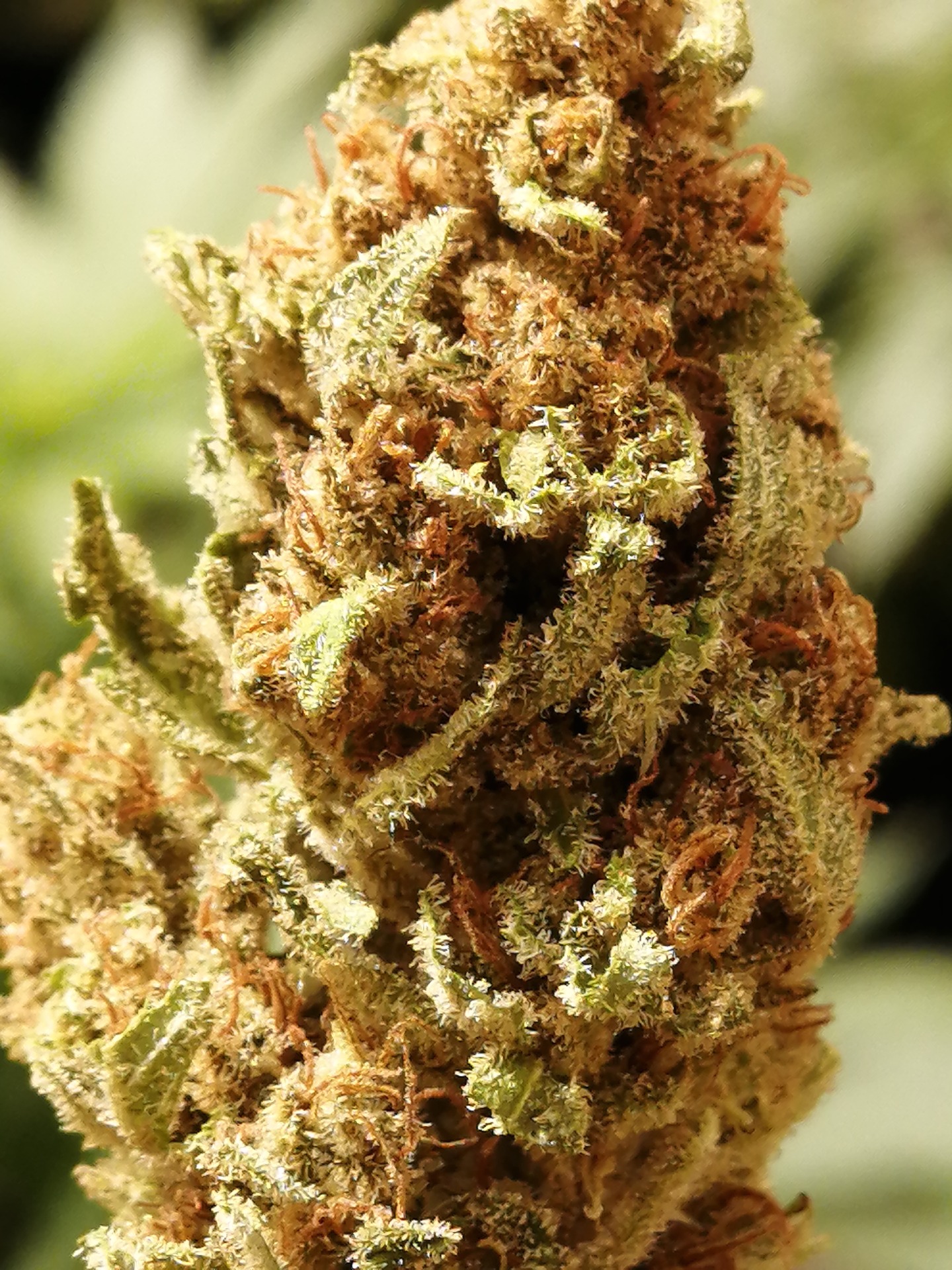 Limón Maracuyá Contenido: 26% THC, 1% CBD Tipo: Sativa  Usos: Excelente para aliviar tensiones mentales y promover la creatividad.Descripción: Una mezcla cítrica y tropical que despierta los sentidos y te llena de energía positiva. 
