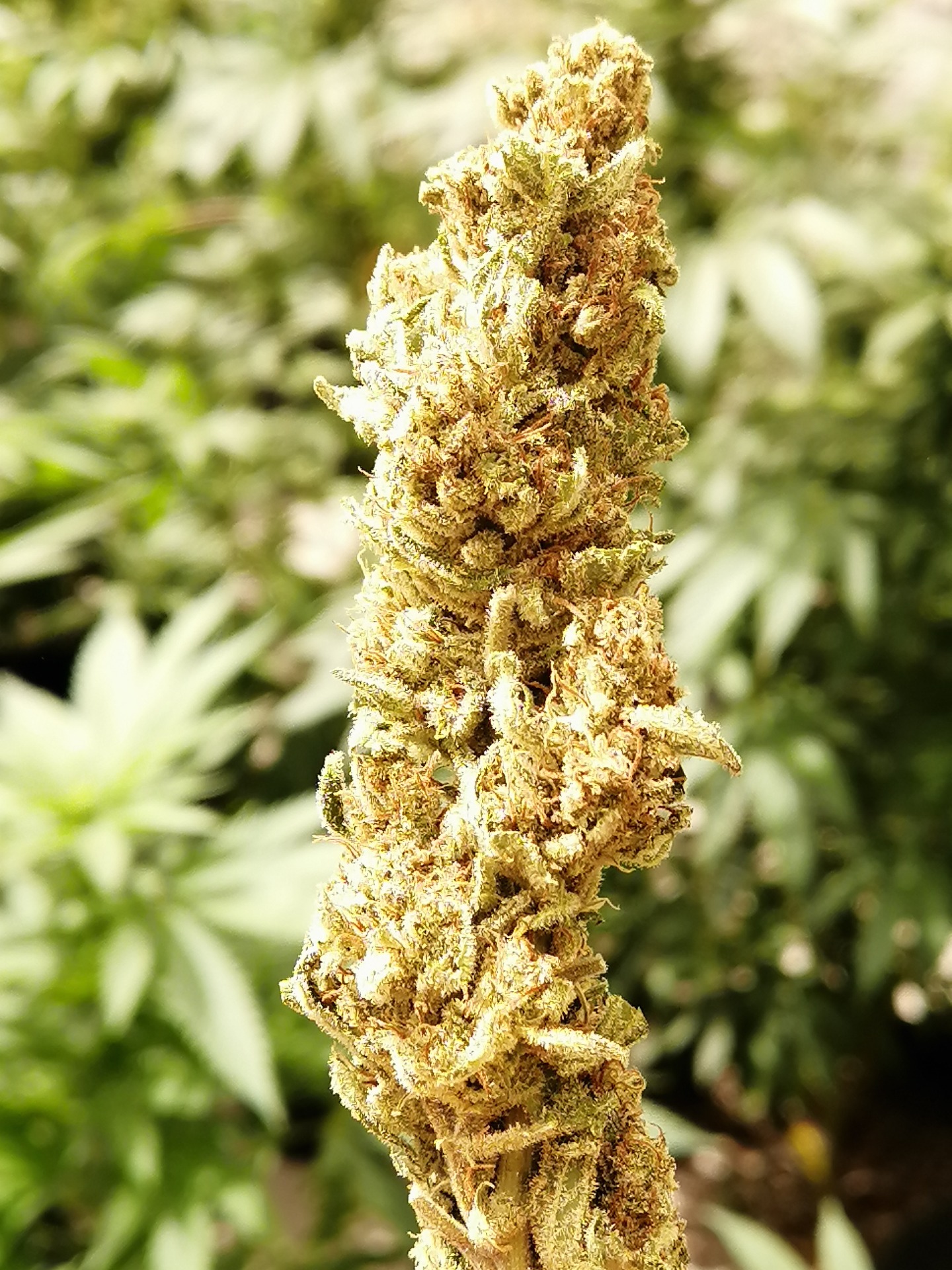Moby Dick — 27% THC, 1% CBD — Sativa dominante Usos: Combate náuseas y pérdida de apetito. Descripción: Efecto potente y estimulante que despierta la creatividad.